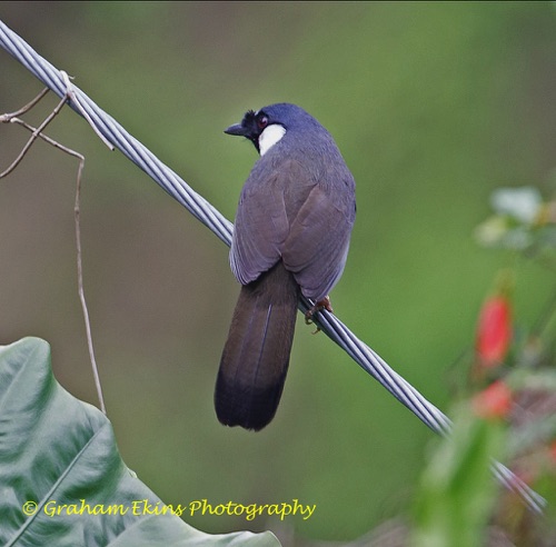 Black-throated Laughingthrush
Seen in Tai Po Kau Nature Reserve.